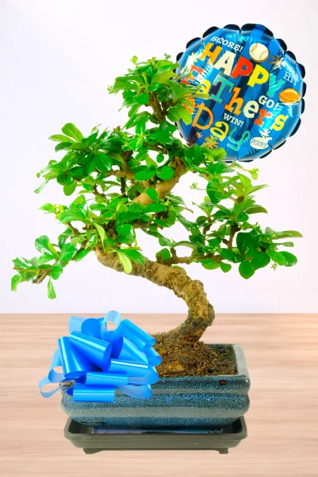 Flowering indoor Carmona Bonsai tree with Father's Day balloon