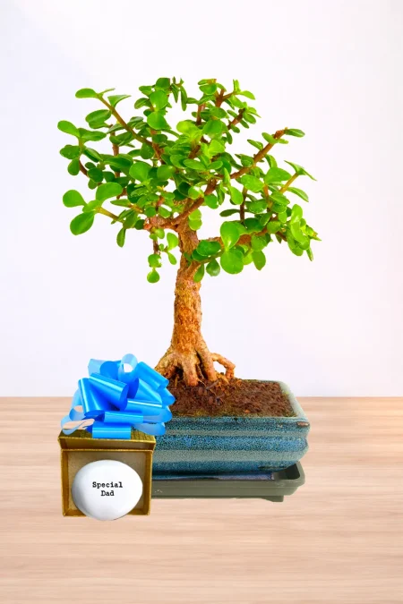 Easy Care Special Dad indoor bonsai tree gift - Dwarf Jade