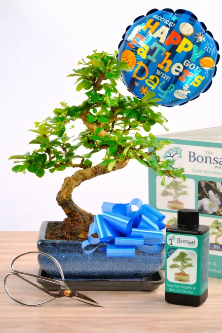 Complete bonsai tree kit for dad - flowering indoor Fukien Tea Tree bonsai