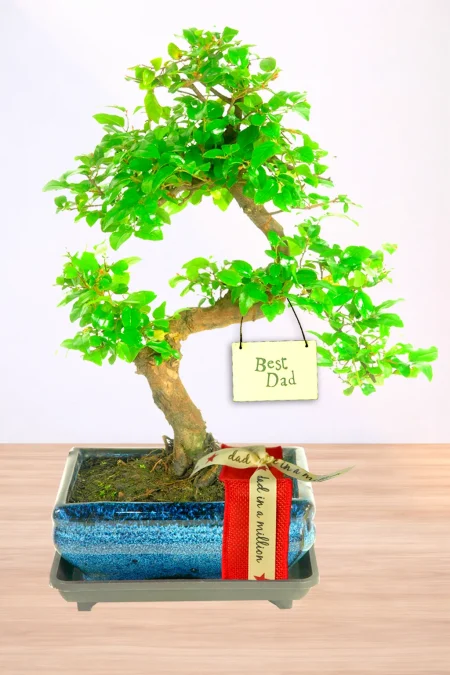 Spectacular indoor Chinese Sweet Plum bonsai tree with Best Dad Gift Wrap
