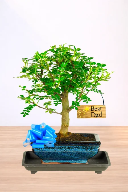 Best Dad bonsai tree gift - Aromatic Pepper Tree with hanging tag