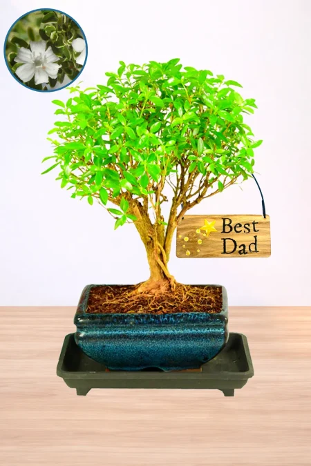 An Unusual Father’s Day Gift That Truly Stands Apart