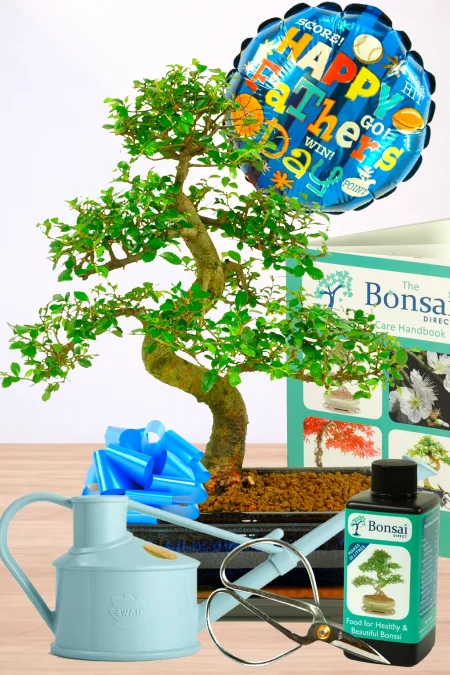 Large Indoor Chinese Elm Bonsai: The Perfect Father's Day Gift for Beginners with Comprehensive Set