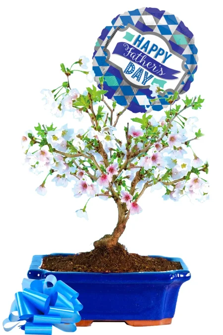 A Cherry Blossom Bonsai Father’s Day Gift He’ll Treasure