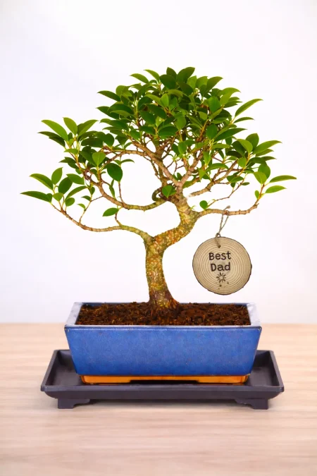 Very easy care Father's Day bonsai Ficus retusa with hanging log