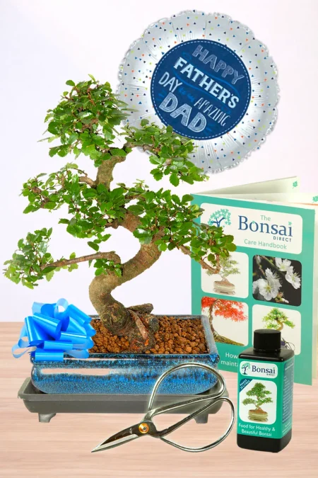 Unusual Father's Day gift featuring beautiful Chinese Elm Bonsai tree, care kit, and balloon