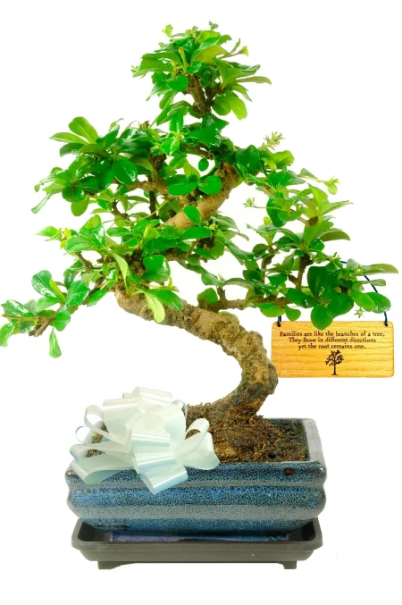 Flowering Fukien Tea Tree Indoor Bonsai beginners - Family Tree edition