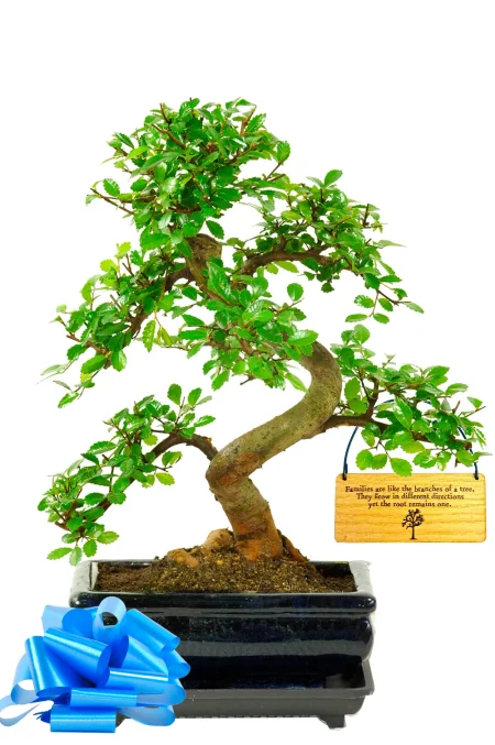 Beautiful bonsai tree gift for family