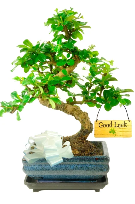Good Luck Present – Flowering Fukien Tea Bonsai with Clover Tag Carmona microphylla