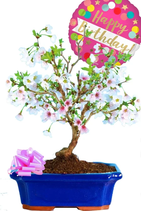 Flowering Cherry Blossom Bonsai Tree with Happy Birthday Balloon – For Her