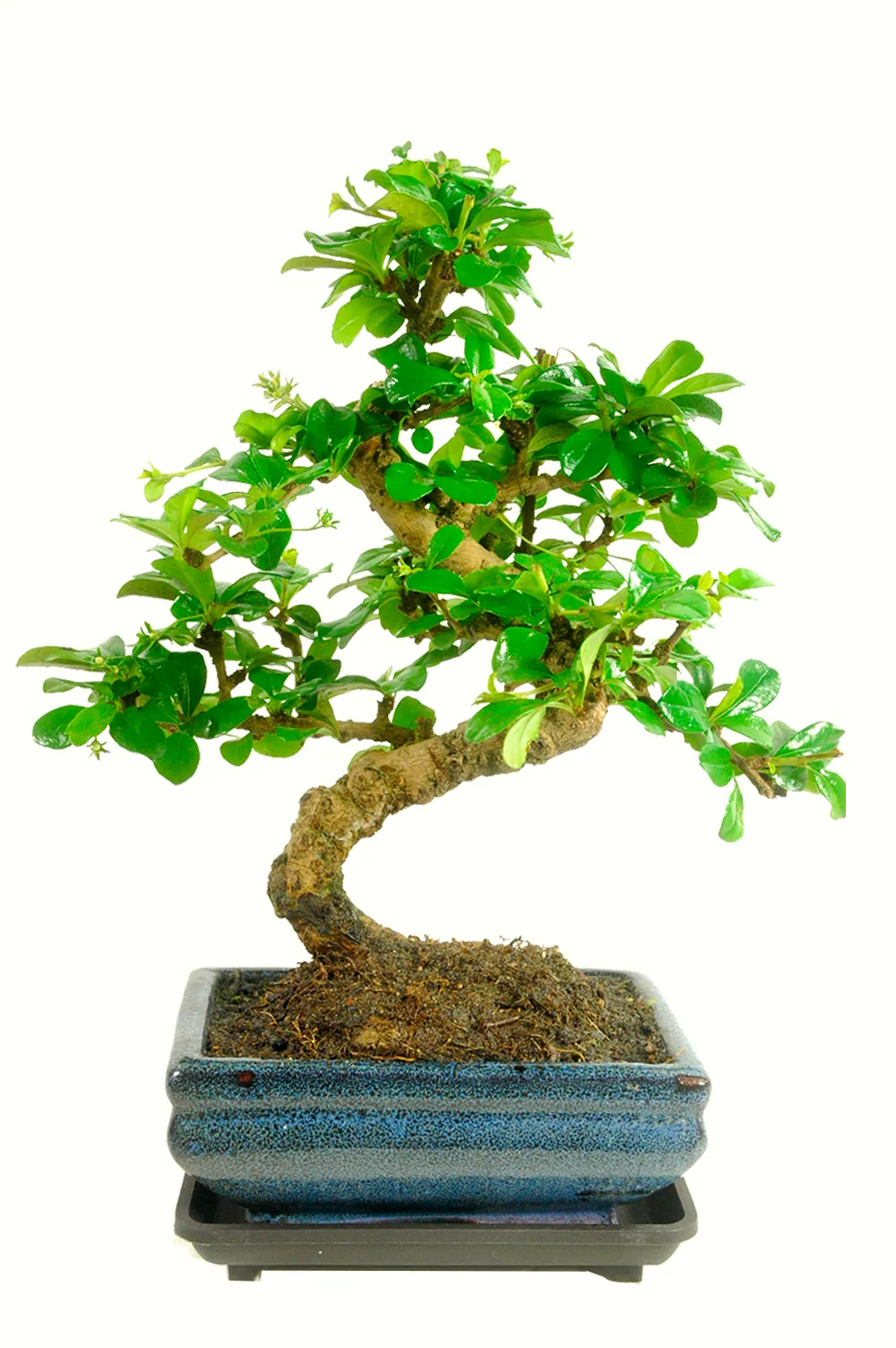Fukien Tea Tree Bonsai - 8 year old flowering indoor bonsai