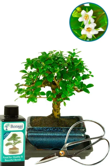 Pretty Flowering Indoor Fukien Tea Tree Bonsai with Essential Care Kit