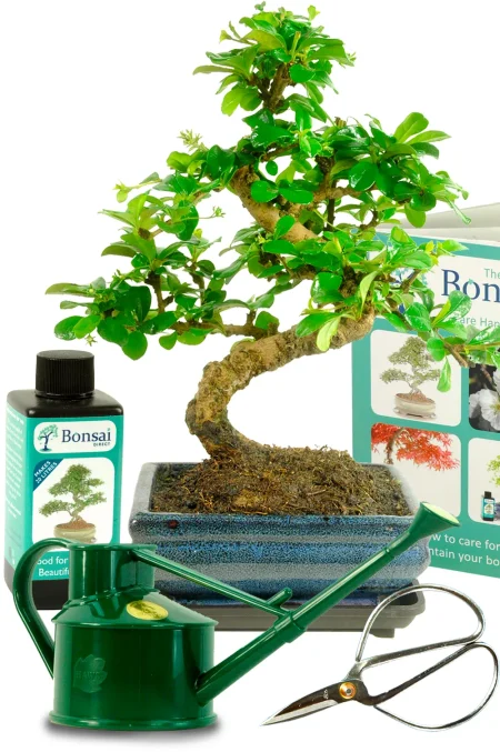 Fully comprehensive flowering bonsai tree kit with watering can