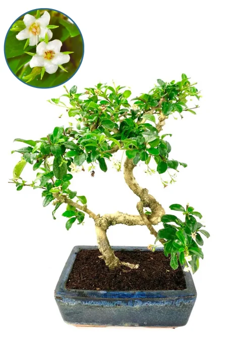 Unique 12 year old Flowering Fukien Tea Tree - "Perfectly Imperfect" Bonsai