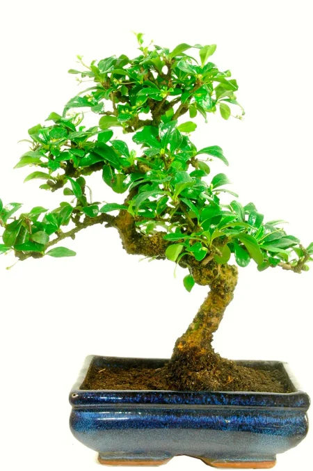 Indoor Carmona Bonsai - 12 year old flowering indoor bonsai.