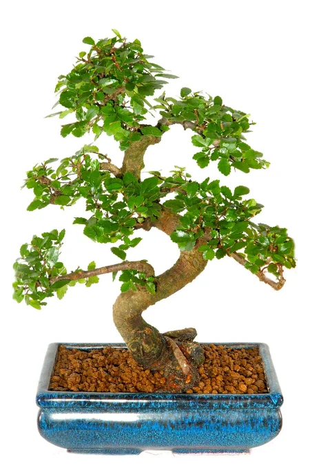 Chinese Elm Bonsai Bargain – 12-Year-Old Indoor Bonsai