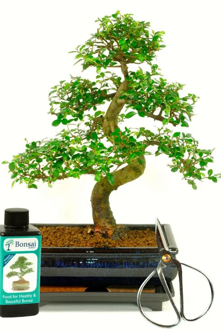Large Chinese Elm Indoor Bonsai Kit - Perfect for beginners!