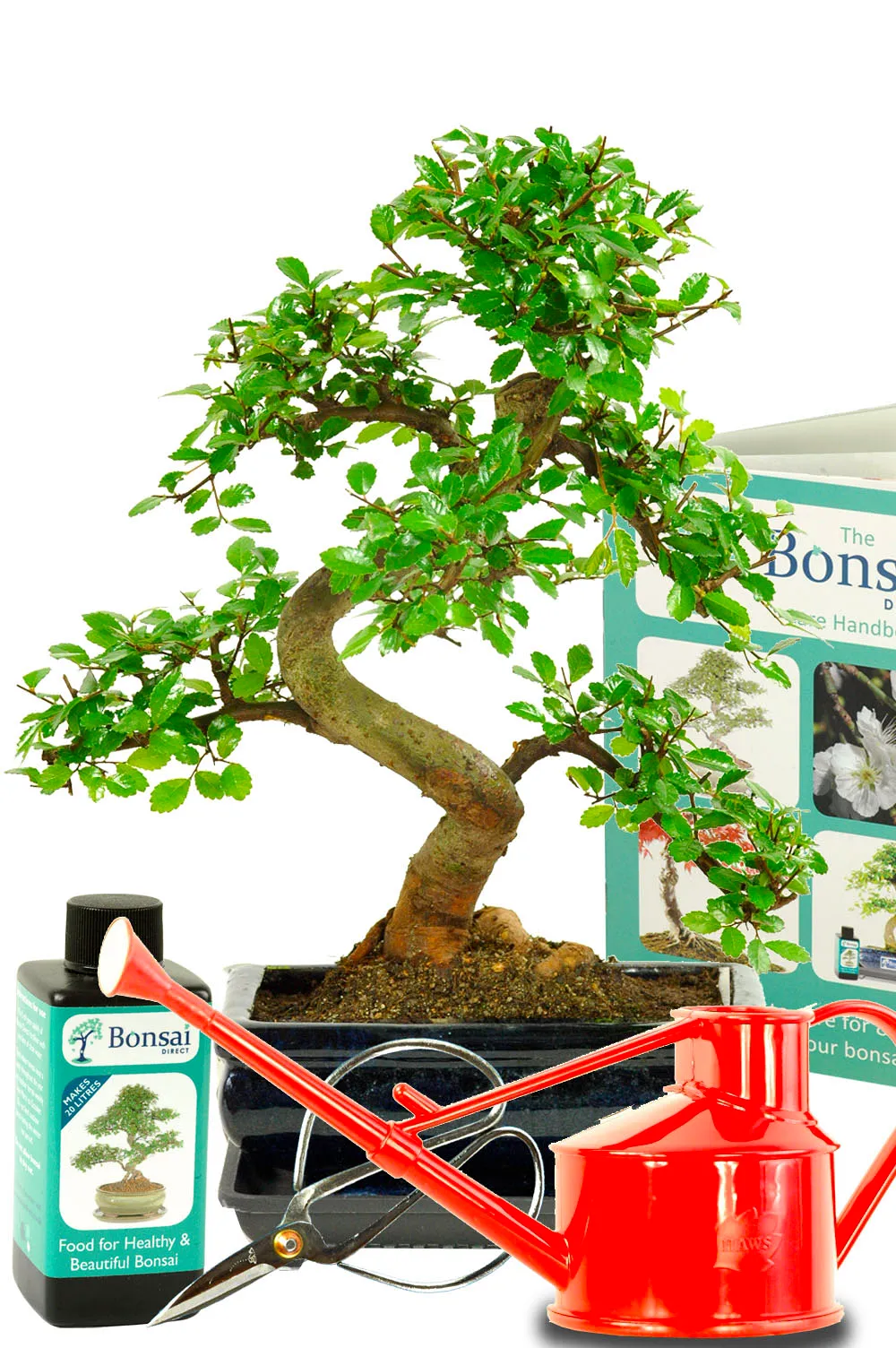 Comprehensive Chinese Elm Indoor Bonsai Starter Kit - Perfect for Beginners