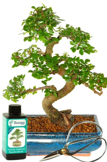 Chinese Elm Bonsai - top starter kit for sale