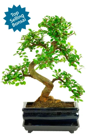 Special Offer Indoor Bonsai ~ Chinese Elm (IDCE7)