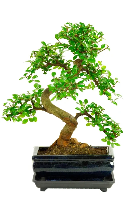 Special Offer Indoor Bonsai ~ Chinese Elm (IDCE7)