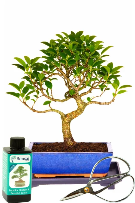 Ficus Bonsai Tree – 12-Year-Old Beginner Care Kit