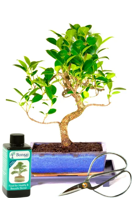 Ficus Retusa Bonsai Tree - 12 Year Old | Perfect Beginners Species