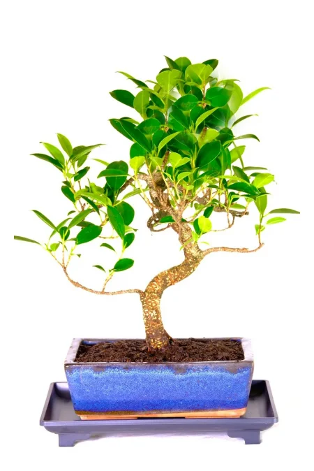 Ficus Bonsai Tree for Beginners – Elegant Indoor Bonsai