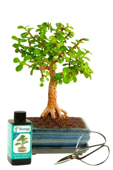 Money tree bonsai starter kit