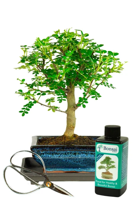Fantastic fragrant indoor bonsai tree kit - Pepper tree