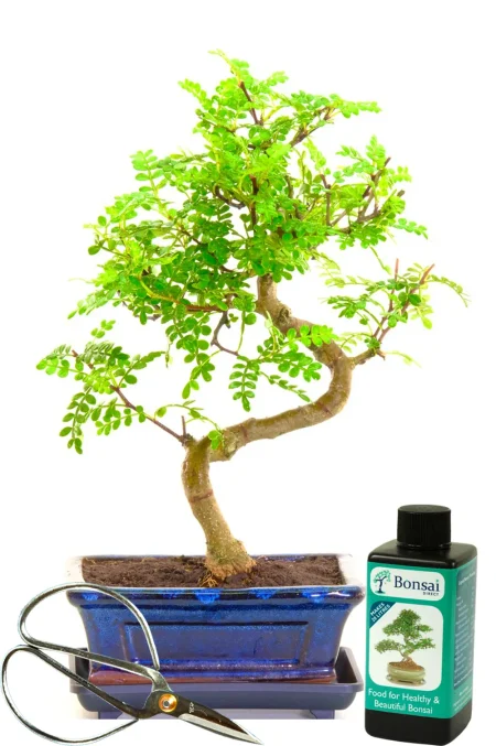 Beautiful 8 year old fragrant indoor bonsai Zanthoxylum (Pepper) tree kit
