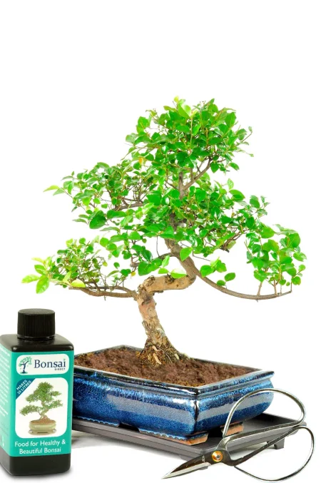 Incredible fruiting indoor bonsai tree with bonsai care kit