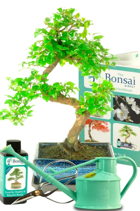 Fabulous Beginners Sweet Plum Indoor Bonsai Kit