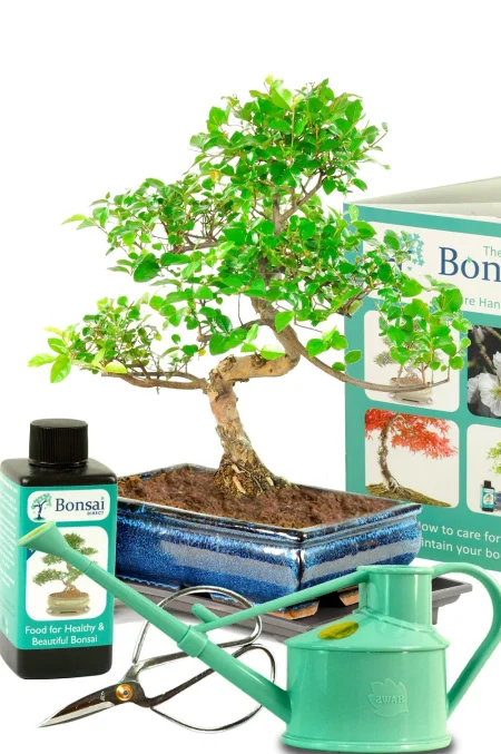 Bonsai Tree Kit – Medium 12-Year-Old Chinese Sweet Plum Starter Set