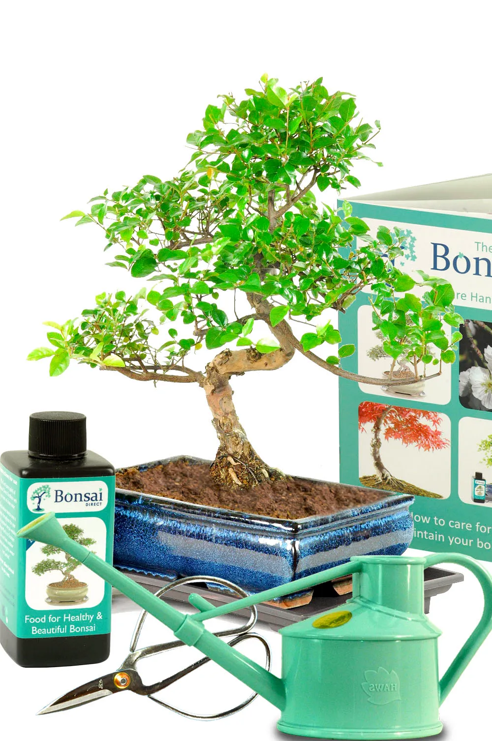 Bonsai Tree Kit – Medium 12-Year-Old Chinese Sweet Plum Starter Set