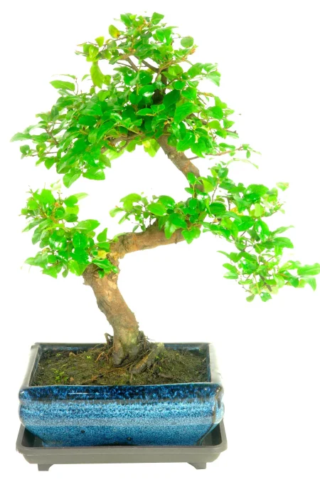 Sweet Plum (sageretia theezans) twisty indoor bonsai for sale