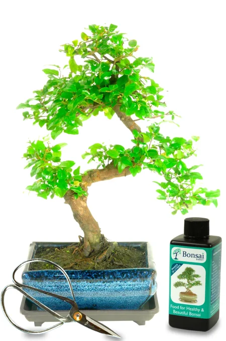 Fruiting Indoor Bonsai Kit – Twisty Chinese Sweet Plum Starter Set