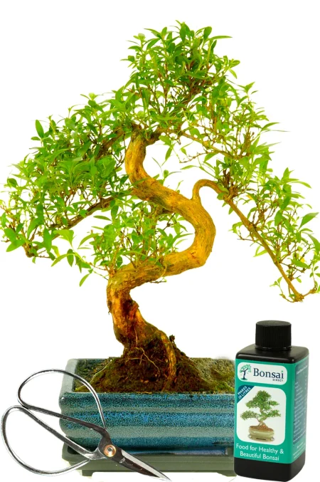 Beautiful flowering indoor bonsai tree kit - Tree of a Thousand Stars