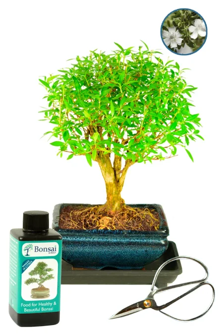 Serissa Bonsai – 6-Year-Old Tree of a Thousand Stars Kit