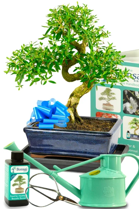 Bonsai Serissa Foetida – 16-Year-Old Tree of a Thousand Stars