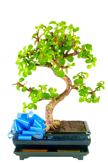 Easy beginners minimal watering Dwarf Jade bonsai tree