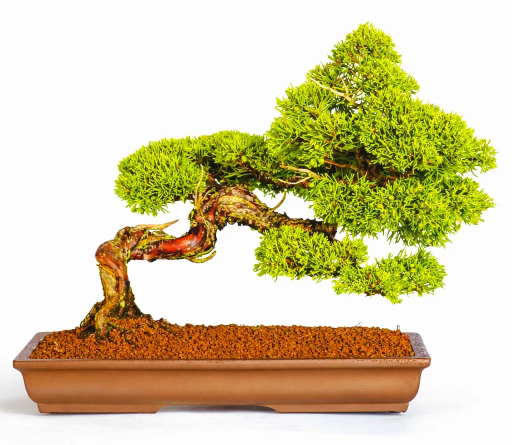 Chinese Juniper grown by Lloyd Noall from Bonsai Direct