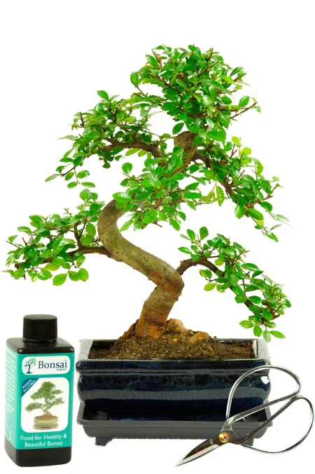 Hardy, Forgiving & Easy Care | Indoor Chinese Elm Bonsai Tree with Care Kit