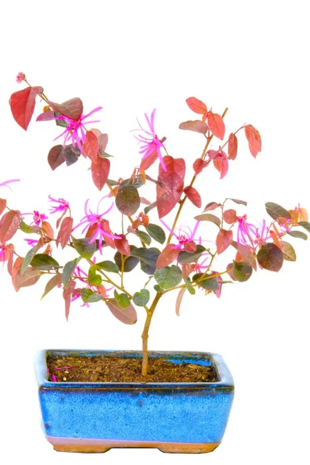 Purple leaved blush tree - Loropetalum starter bonsai tree