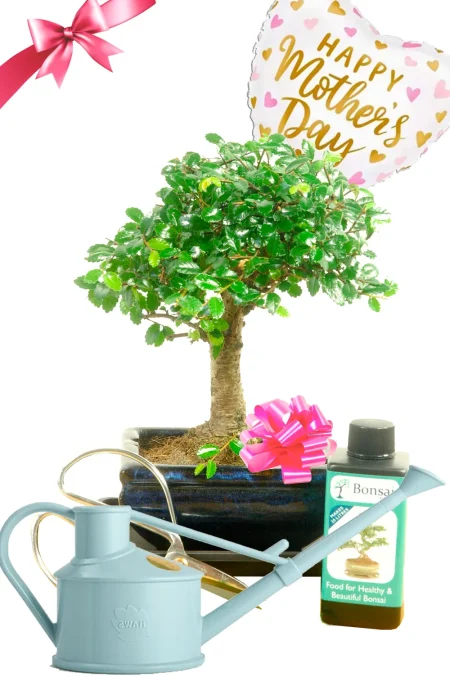 Special Mum Gift | Adorable Baby Bonsai Mother's Day Gift with Accessories