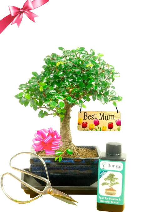 Gift the "Best Mum" with a beautiful bonsai tree gift!