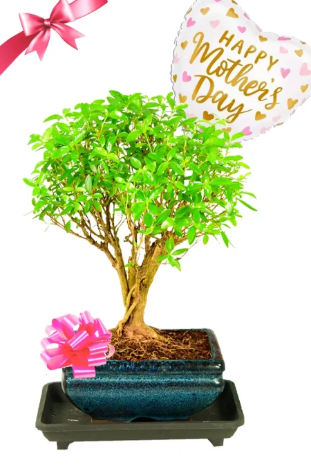 Orchard-style flowering Tree of a Thousand Stars Mother's Day bonsai UK