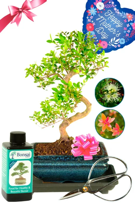 Fabulous Mother's Day Gift Set | Indoor Flowering & Fruiting Roseapple Myrtle Bonsai