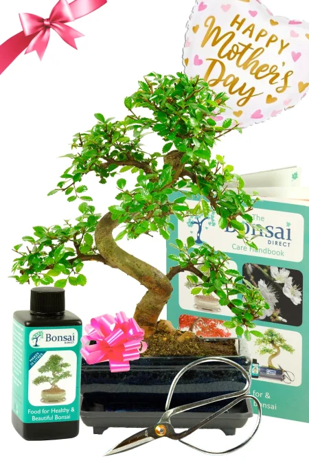 Complete Mother's Day Bonsai Set - Highly recommended.