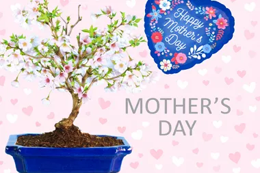 Mother Day Bonsai tree gifts for sale 2026